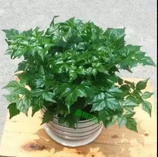 家中旺位和衰位在哪里？三分鐘學(xué)習(xí)室內(nèi)風水學(xué)