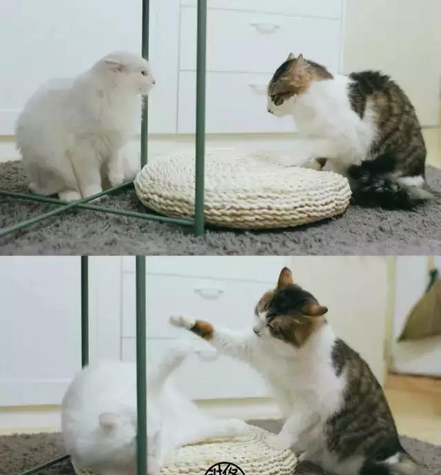 21天3000元重裝出租屋 除甲醛莫忘記！