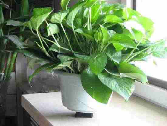 如何除甲醛更加經(jīng)濟(jì)實(shí)惠省心省力 如何除甲醛更加經(jīng)濟(jì)實(shí)惠省心省力