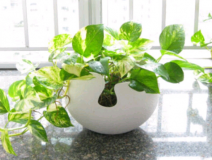 除甲醛，刻不容緩，專家教你如何除甲醛最有效