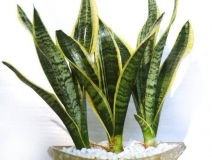 浙江甲醛多少年能釋放完，如降低甲醛濃度？